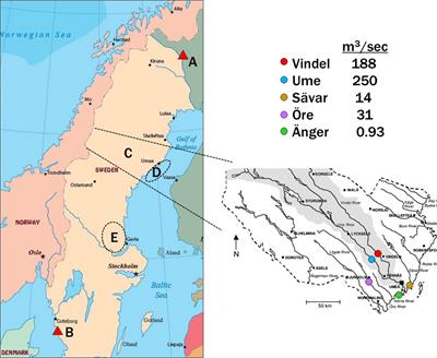 Sources and pathways of halomethoxybenzenes in northern Baltic estuaries